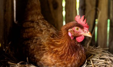 ไข่ไก่ขึ้นราคา...เป็นแค่เรื่องชั่วคราว