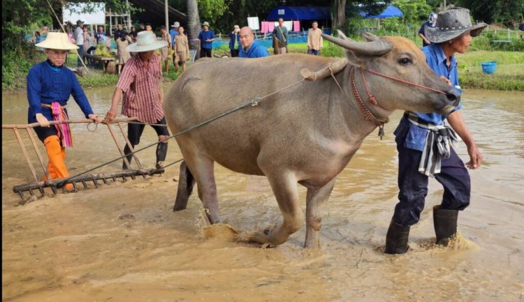 รัฐเทงบ 1.5 หมื่นล.ไม่เพียงพอแก้หนี้เกษตรกรต้อง 1 แสนล้านสางได้