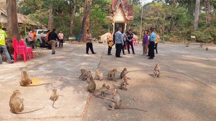 พ่อเมืองอำนาจฯสั่งลุยทำหมันลิงควบคุมประชากรวานรดอนเจ้าปู่