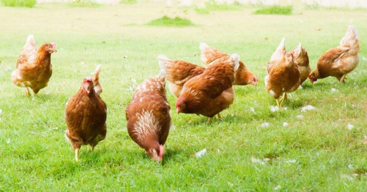ร้อน-แล้ง แม่ไก่เครียดออกไข่น้อยดันราคาขยับกระทบผู้บริโภค