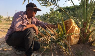 ชาวไร่โคราชเปลี่ยนไร่มันสำปะหลังปลูกอินทผลัมพืชทนแล้งสร้างรายได้งาม