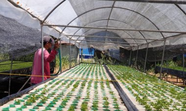 เกษตรกรปลูกผักไฮโดรโปนิกส์กลุ้ม เจออากาศร้อนจัด ผักเหี่ยวผลผลิตลด รายได้ตก