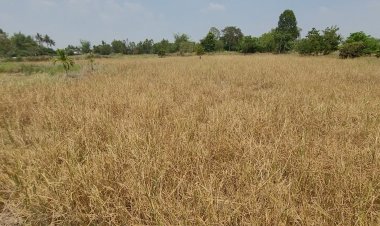 ภัยแล้งรุนแรง  ชาวนาโคราชต้องปล่อยข้าวนาปรังยืนต้นตายยกแปลง