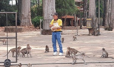 ภัยแล้งคุกคามรุนแรง อาหารขาดแคลนหนัก ลิงแสมดอนเจ้าปู่ตา หิวโซ