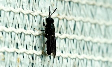 BEDO หนุน “แมลงโปรตีน BSF” พัฒนาเศรษฐกิจฐานรากด้วยโมเดลเศรษฐกิจ BCG