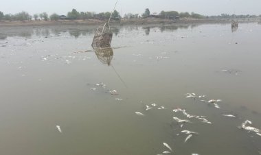 ชัยภูมิฝนตกปลาบึงหนองละหานน็อคน้ำลอยเน่าตายเกลื่อน กว่า 24 ตัน