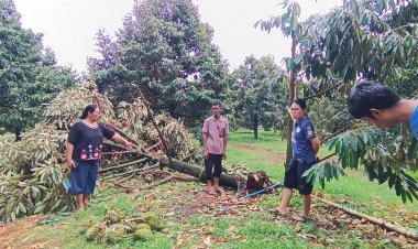 พายุฤดูร้อนถล่มครบุรี เงินนับล้านหายวับ ทุเรียนรอเก็บขายร่วงหมด