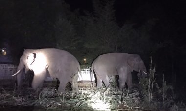 ภัยแล้งส่งผลกระทบช้างป่ารุนแรงโผล่อาละสร้างความเดือดร้อนหลายหลายอำเภอ