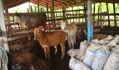 เศรษฐกิจตกต่ำ ค้าโคในประเทศทรุด ส่งออกชายแดนแนวโน้มงหลังรัฐบาลเปิดเสรี