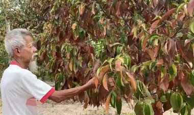 เกษตรกรยอมถอดใจทำได้แค่มองต้นมังคุดแห้งตาย หลังเผชิญภัยแล้งรุนแรง