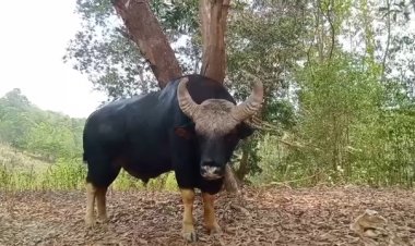 'ทองดี' กระทิงป่าเซเลบหนีฝูงโผล่หากินใกล้รีสอร์ทวังน้ำเขียวให้นทท.ยลโฉม