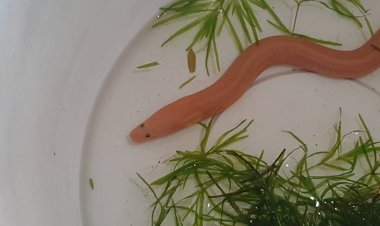 ชาวบ้านพิมายแห่ไหว้ขอเลขเด็ดปลาไหลทอง ลุ้นโชคลาภงวดนี้