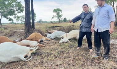 สระแก้วฝนฟ้าคะนอง ลมกรรโชกแรง ฟ้าฝ่ากลางฝูงวัว-ควาย ตาย 9 ตัว