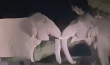 เพื่อนรักหักเหลี่ยมโหด พลาย'แคระ-ยอดชาย' เปิดศึกแห่งศักดิ์ศรี แย่งชิงจ่าฝูงเขาใหญ่