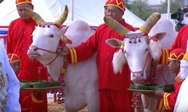 พืชมงคล 2567 พระยาแรกนา  พระโคกิน "เหล้า-น้ำ-หญ้า"น้ำท่าจะบริบูรณ์  เศรษฐกิจรุ่งเรือง