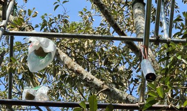 ร้อนแล้งทุเรียนกบชายน้ำ "นางพญา"ลูกละ 1 หมื่นผลผลิตน้อย งดส่งนอก