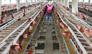 อากาศร้อนจัดไก่ไข่ตายรายวัน ผู้เลี้ยงไก่บ้านโป่ง โอดต้นทุนหายกำไรหด