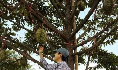 ชาวสวนทุเรียนโคราช น้ำตาตก เจอ 3 เด้ง ภัยแล้ง พายุถล่ม โจรขโมยผลแก่