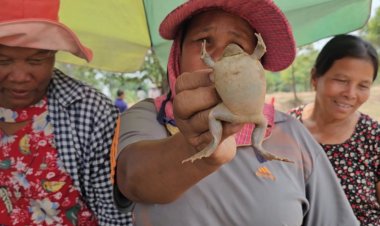 "อึ่งไข่" ขายดี ราคาพุ่ง กก.ละ 350 บาท ฮิตเปิบเมนูต้มยำรสแซบ