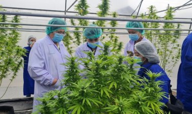 นับถอยหลังพับเสื่อ ร้านกัญชาเชียงใหม่เตรียมเจ๊งเกือบ 1,000 ร้าน