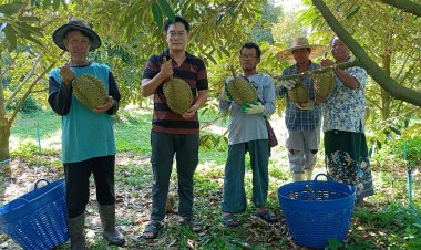 ผ่านวิกฤติแล้งมาได้ด้วยเคล็ดลับวางท่อสปริงเกอร์ใต้โคนชุบชีวิตสวนทุเรียน 100 ไร่