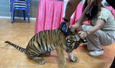 จนท.นำลูกเสือโคร่งที่ยึดไว้ส่งเลี้ยงบึงฉวาก 'พัชรวาท'ตั้งชื่อน้อง 'นีน่า'