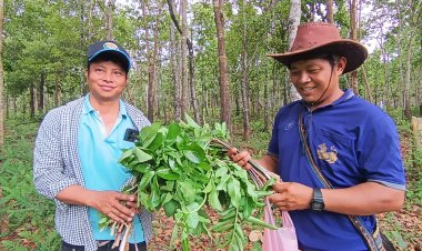 กินพุงกางแกงกระบุกป่าปลาร้าอึ่ง เมนูอร่อยแซ่บหน้าฝน เนื้อลื่น หอมกลิ่นโหน่ง