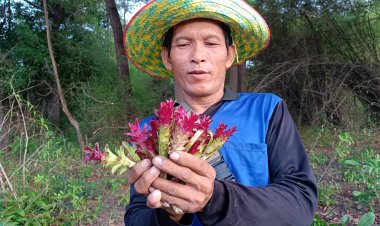 ฝนตก ดอกกระเจียว ชูช่อในป่าชุมชน แหล่งอาหาร คนรากหญ้าปราจีนบุรี