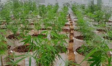 เสียงสะท้อน กัญชาเสรีขายฝัง ตายหมู่ เจ๊งยับ แถมยังกระทืบซ้ำจะดึงเข้าบัญชียาเสพติด