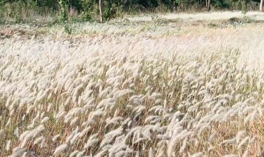 ทุ่งดอกหญ้าคาขาวโพลน บานสะพรั่งหลังฝนชุกบนช่องเขาขาด นครราชสีมา