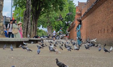 "มาเฟียนกพิราบ"ท่าแพ หายเกลี้ยง หลังตำรวจรวยยกแก๊ง ปรับคนละ 100 บาท