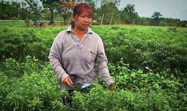 ชัยภูมิยังเผชิญอากาสร้อนแล้งพริกสดผลผลิตออกน้อยดันราคาพุ่งกระฉูด