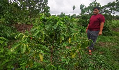 กลิ่นหอมกลมกล่อม เข้มข้น กาแฟอาราบิก้า ภูแลนคา “ชัยภูมิเราก็มี”