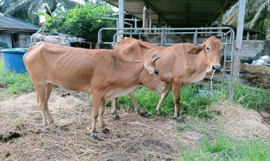 โคเมียนมาตีตลาดภาคใต้ ผู้เลี้ยงโค “พัทลุง” โคม่า  ราคาตกต่ำ ขายไม่ได้