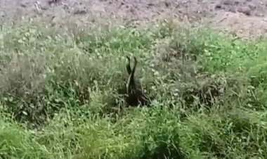 กู้ภัยกลัวบาป!!ไม่กล้าจับ งูสิงพลอดรักต่อหน้า เกี้ยวพันตัวอยู่นาน ก่อนแยกย้ายเลื้อยหนีเข้าป่า