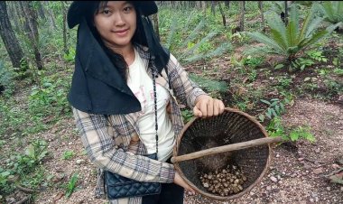 ชาวบ้านแห่เข้าป่าหาเห็ดเผาะห้วยขาแข้งขายกก.ละ 500 บาท