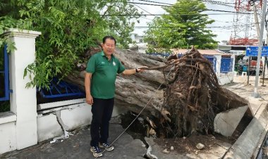 เสียงบ่นระงมเสียดาย!พายุพัดโค่นต้นมะขามยักษ์อายุ 100 ปีคู่เมืองเพชรบูรณ์