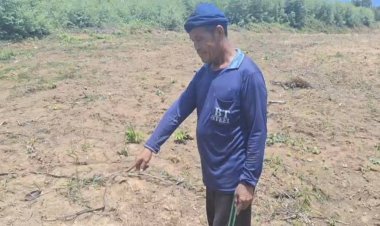 เจ้าของสวนเศร้า!โจรย่องถอนต้นกล้ายูคาลิปตัสยกสวนเพิ่งปลูกได้แค่ 4 วัน