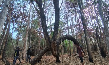 แลนด์มาร์คแห่งใหม่ ต้นไม้ 3 ราก คล้ายกิเลนย่างเดินกลางผืนป่าซับสะเดาที่ครบุรี