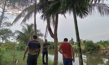 ฮือฮา!มะพร้าว 2 ยอดอายุเกือบ 10 ปีให้ลูกดก ให้หวยแม่น