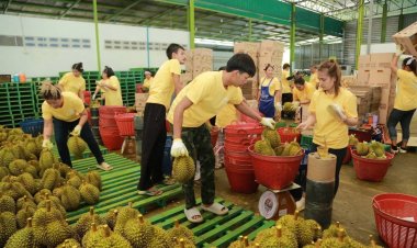 ใกล้ปิดฤดูผลไม้ตะวันออก ส่งไม้ต่อให้ผลผลิตจากภาคใต้
