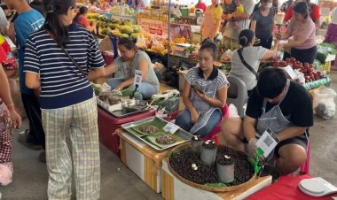 เห็ดถอบเชียงใหม่ ลอตแรกขายดี กินอร่อย ต้องซื้อข้ามจังหวัด กก.ละ 700-800 บาท