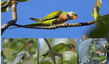 ขอเชิญท่านผู้มีจิตศรัทธา ร่วมบุญ “สร้างบ้านนก" เพื่ออนุรักษ์นกแขกเต้า