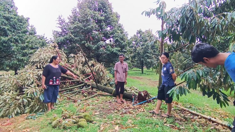 พายุฤดูร้อนถล่มครบุรี เงินนับล้านหายวับ ทุเรียนรอเก็บขายร่วงหมด