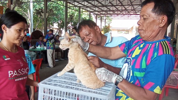 ทต.พิมายเร่งฉีดวัคซีนป้องกันโรคพิษสุนัขบ้าให้หมา-แมวลดเสี่ยงเสียชีวิต