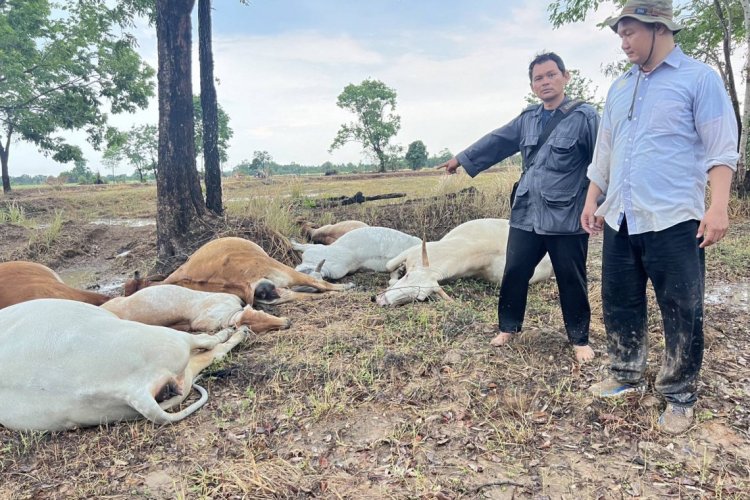 สระแก้วฝนฟ้าคะนอง ลมกรรโชกแรง ฟ้าฝ่ากลางฝูงวัว-ควาย ตาย 9 ตัว