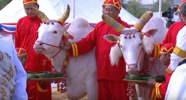 พืชมงคล 2567 พระยาแรกนา พระโคกิน "เหล้า-น้ำ-หญ้า"น้ำท่าจะบริบูรณ์ เศรษฐกิจรุ่งเรือง