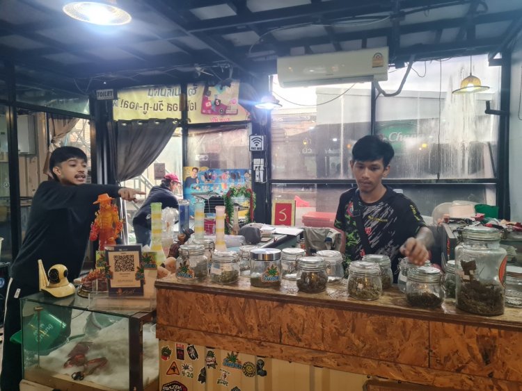 ทุนจม ลูกค้าหดหาย ร้านคาเฟ่กัญชาโคราชอ่วม หลังรัฐดึงกัญชาเป็นยาเสพติด