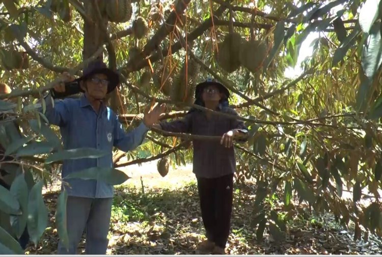 เปลี่ยนไร่มันเป็นสวนทุเรียนพันธุ์ "ภูเขาไฟ-น้ำแร่”ตัดขายครั้งแรกรับเงินเฉียดล้าน