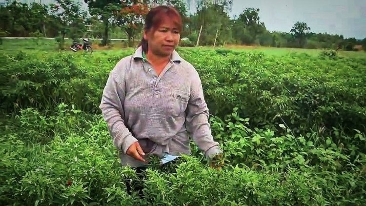 ชัยภูมิยังเผชิญอากาสร้อนแล้งพริกสดผลผลิตออกน้อยดันราคาพุ่งกระฉูด